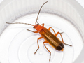 Rhagonycha fulva